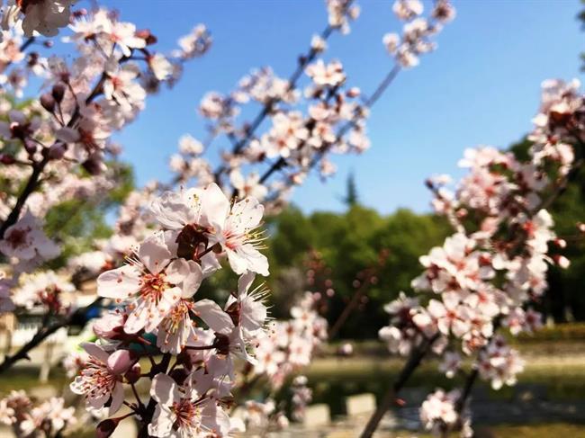 花.jpg 花.jpg